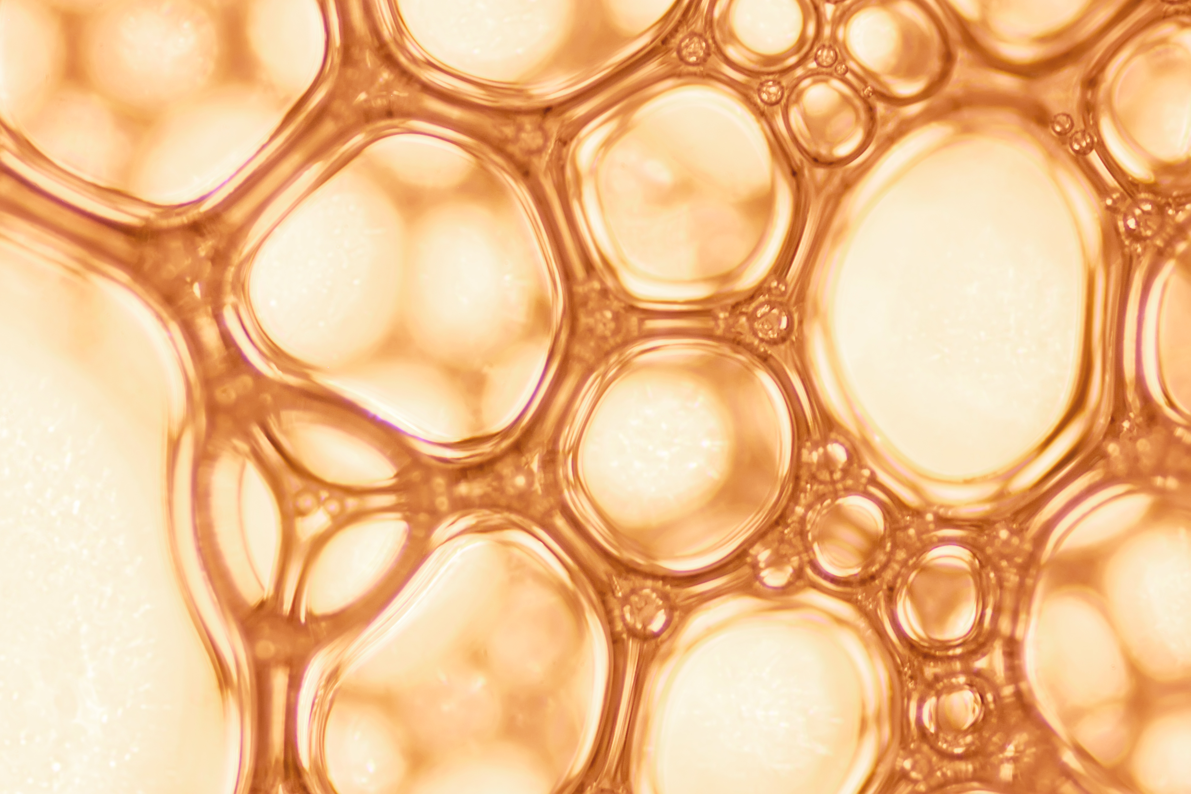 Ceramide complex & amino acids