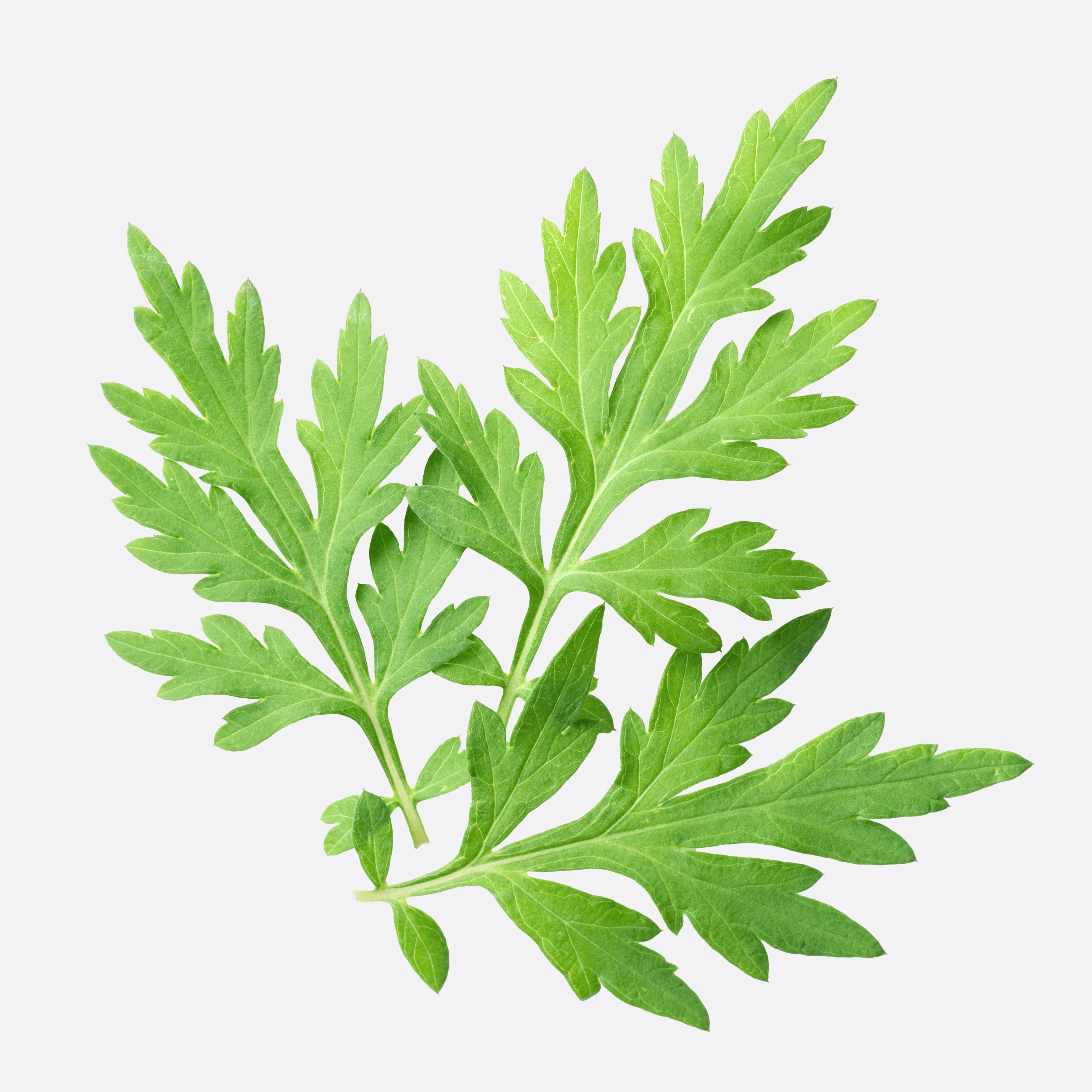 Mugwort