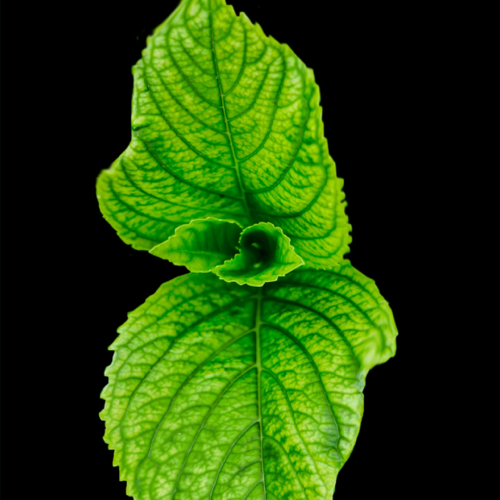 Peppermint Oil