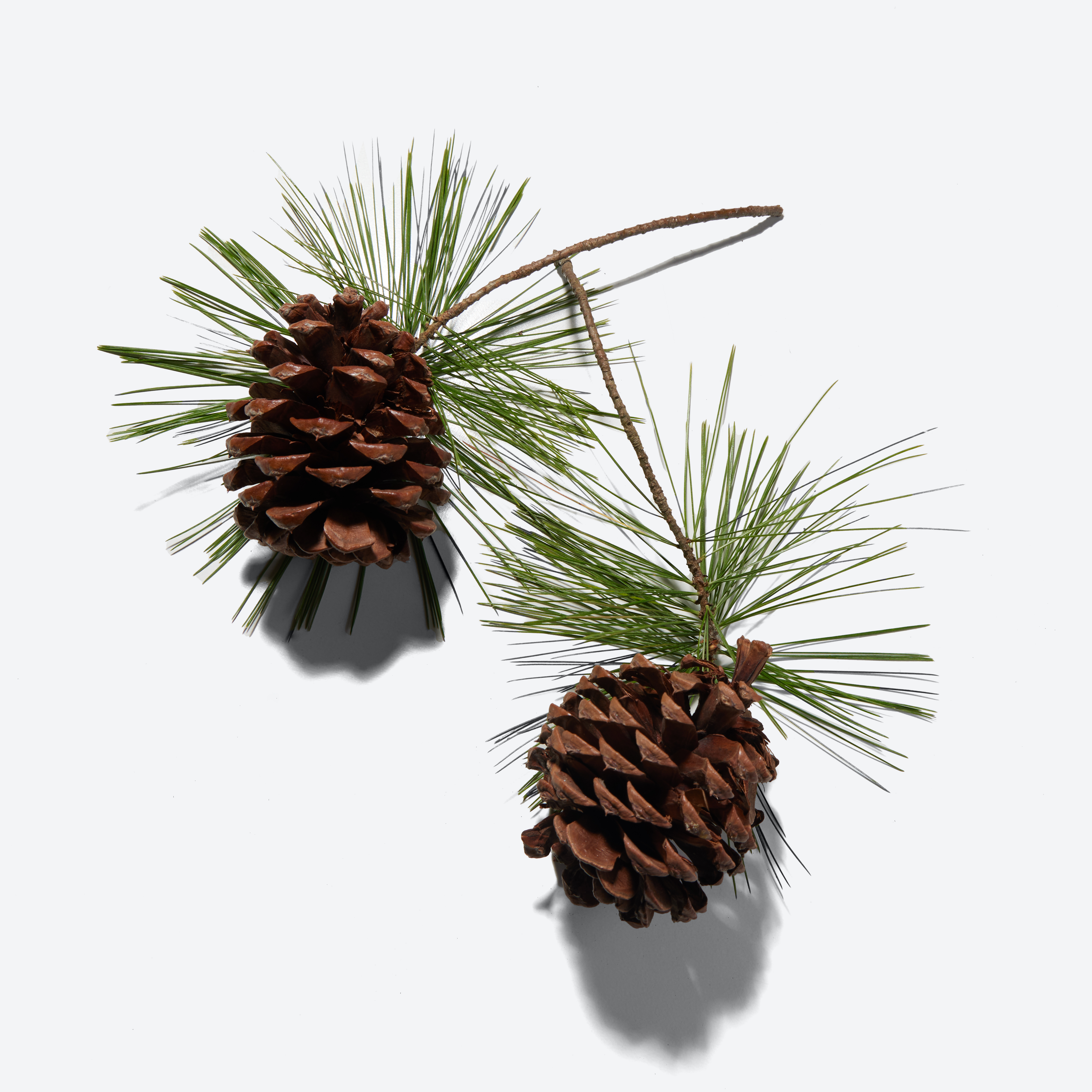 Pine Bark Extract
