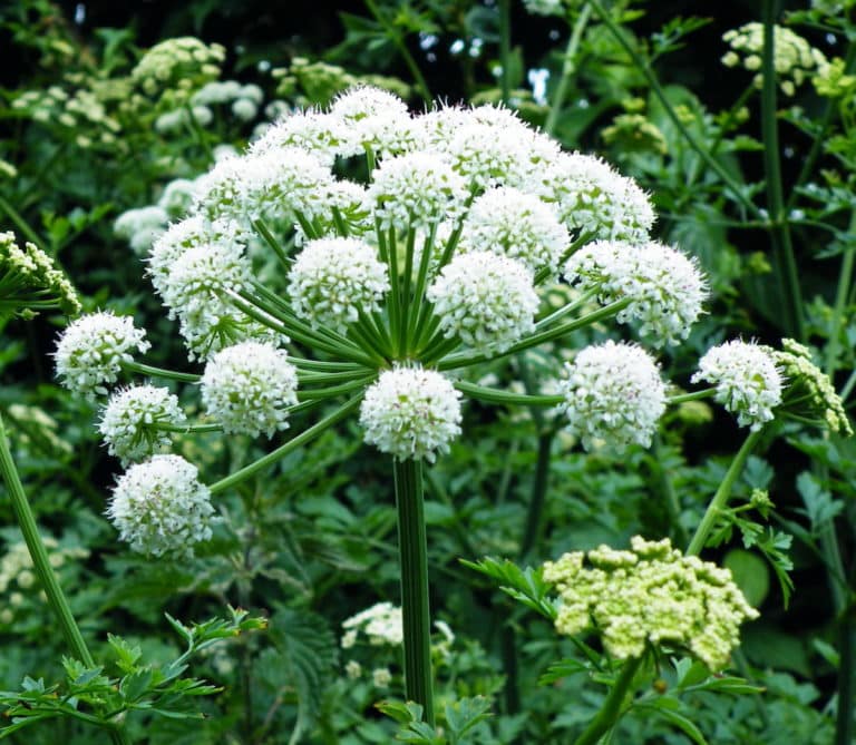 Angelica Root