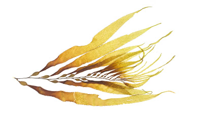 French Golden Algae