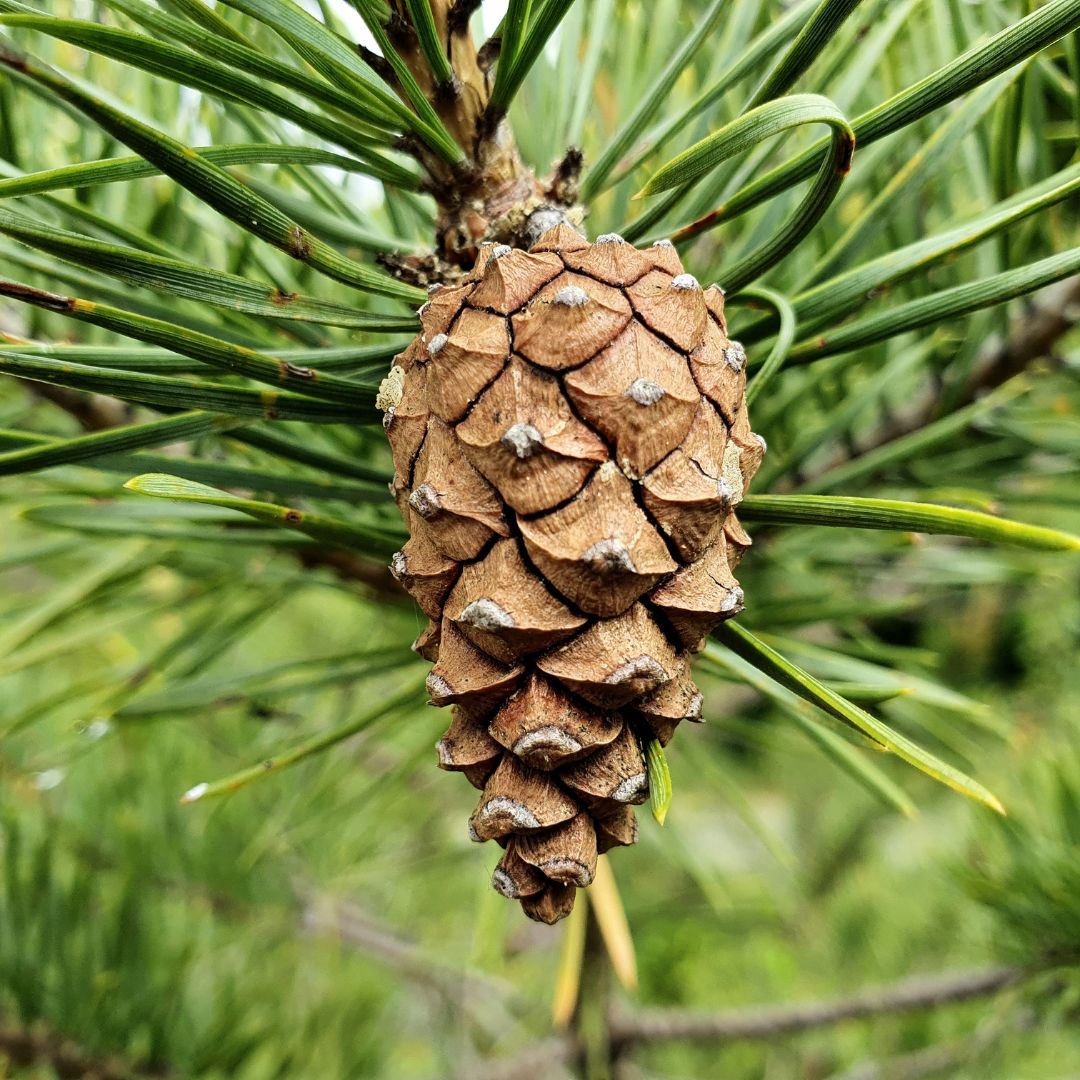 Scots Pine