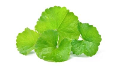 Centella Asiatica