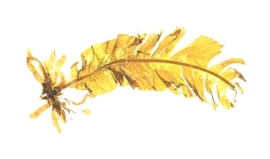 French Marine Algae