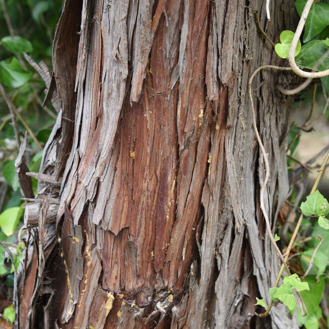 Japanese Hinoki