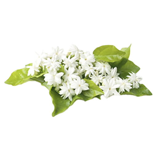 Jasmine Soothe Vegan Hand & Body Crème (28 oz.)