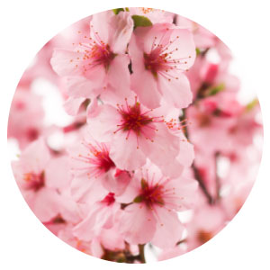 Shower & Empower Duo Blossom Bliss