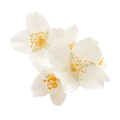 Vegan Body Crème Jasmine Soothe, 3 Oz
