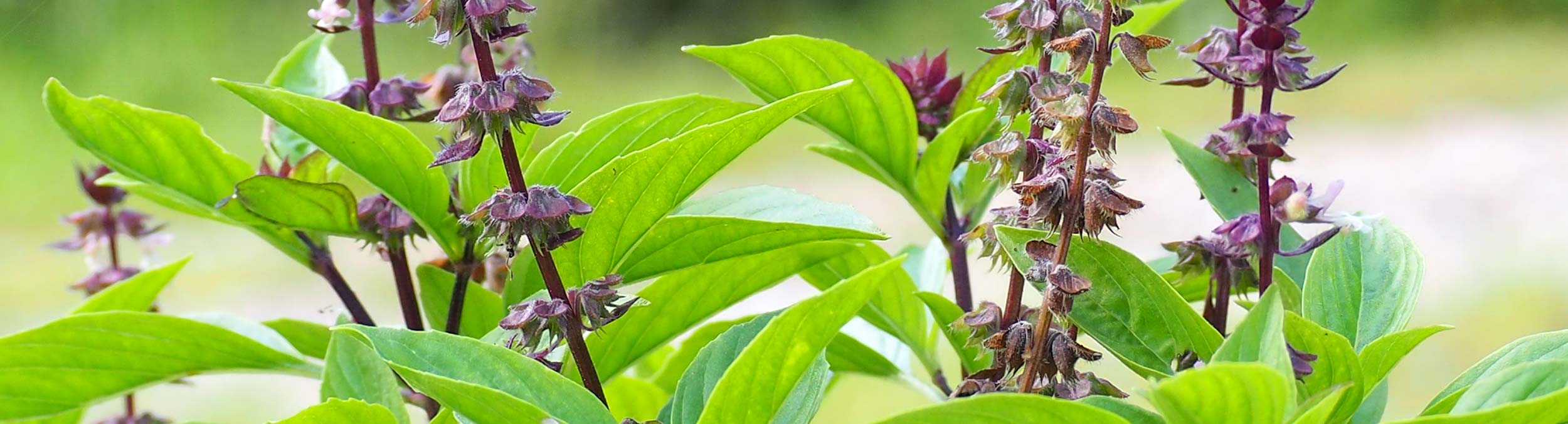 Holy Basil Plant