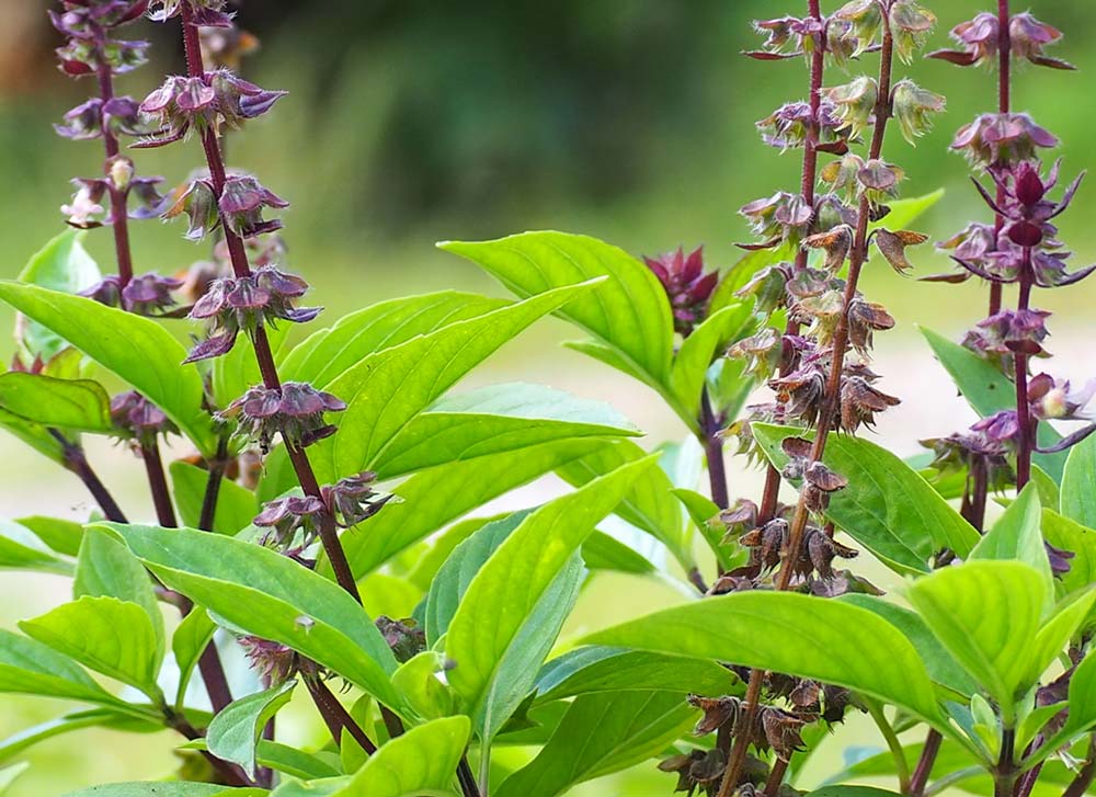 Holy Basil Plant