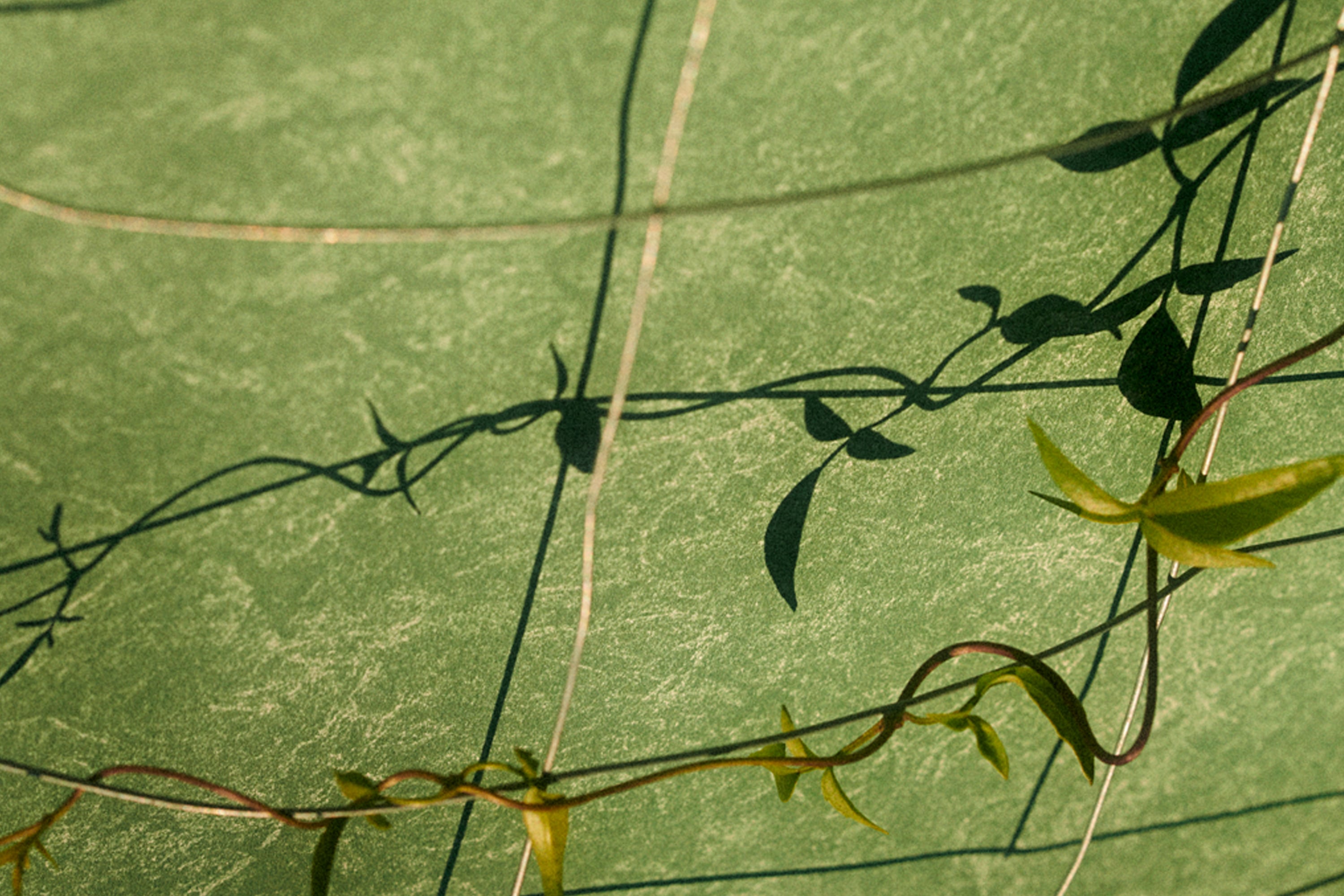 Victoria Zschommler Jardan