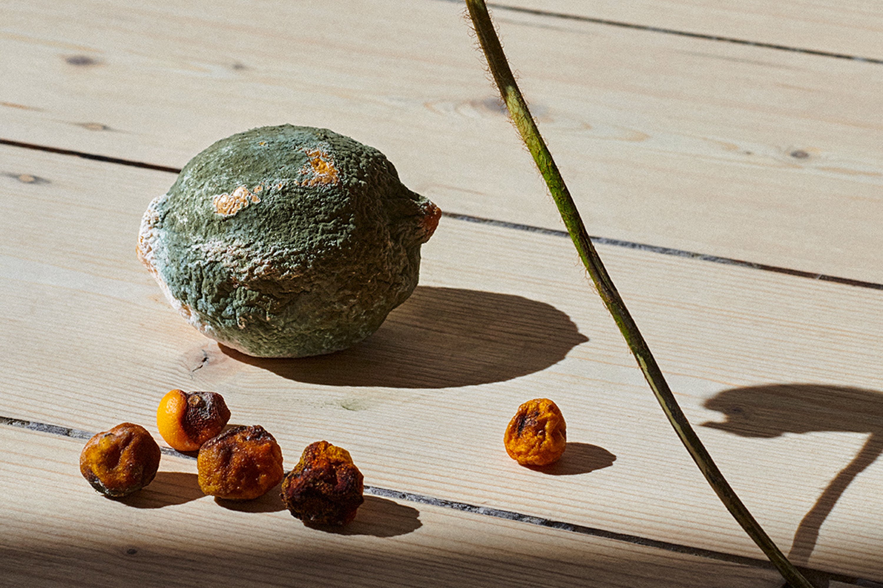 Victoria Zschommler Jardan