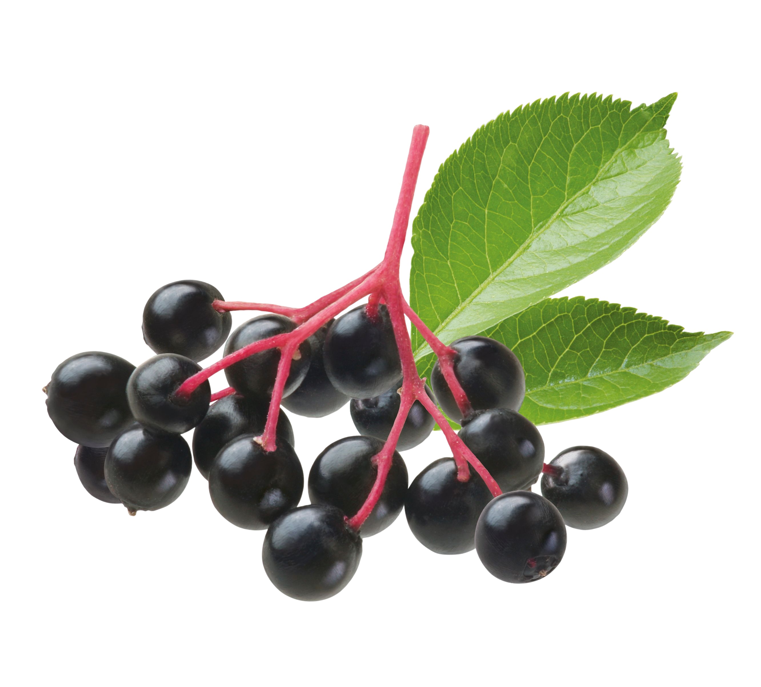 Elderberry