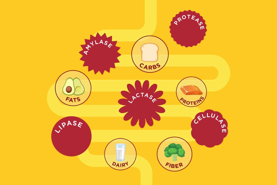 Digestive enzyme infographic showing amylase, protease, lipase, lactase, and cellulase breaking down carbs, proteins, fats, dairy, and fiber.
