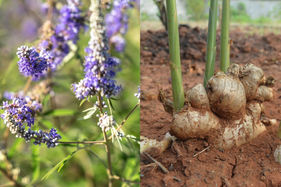 Split image of chaste tree and ginger plants