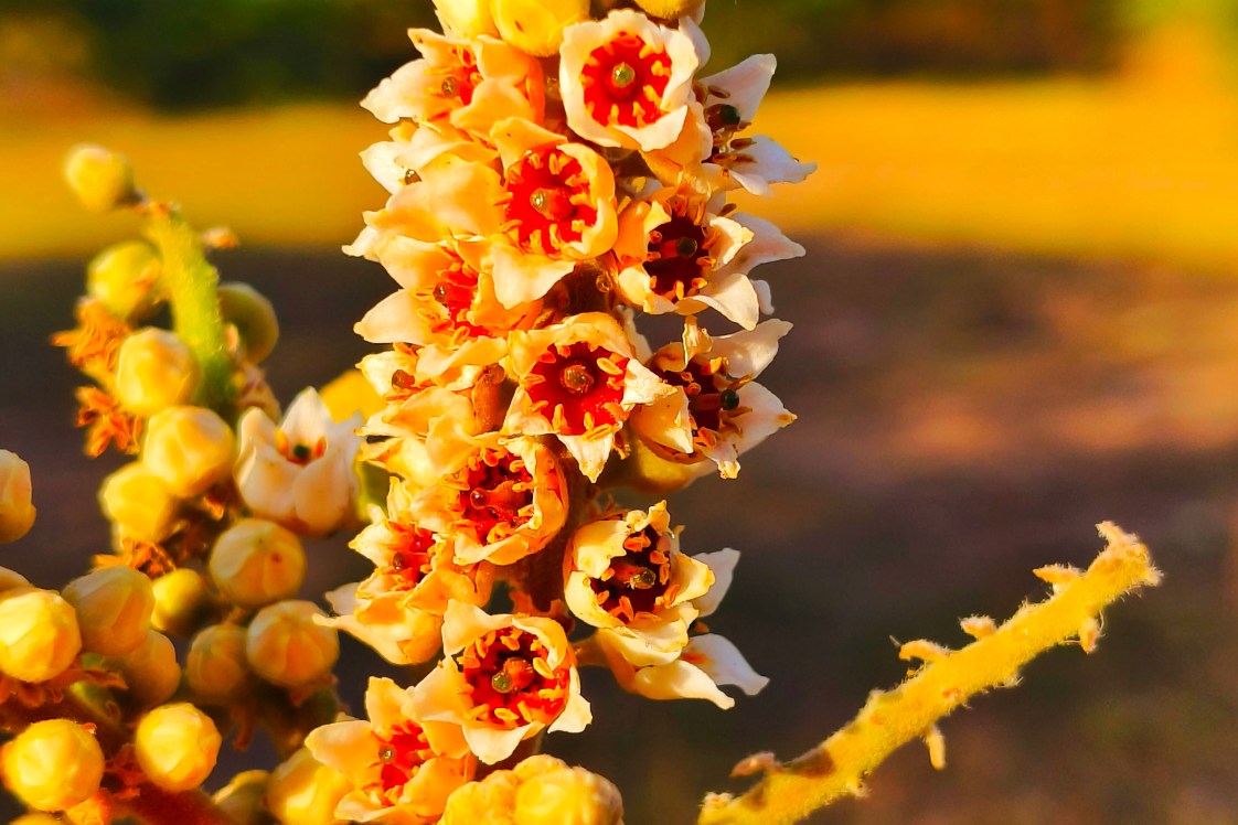 Flowering stems of the Boswellia tree