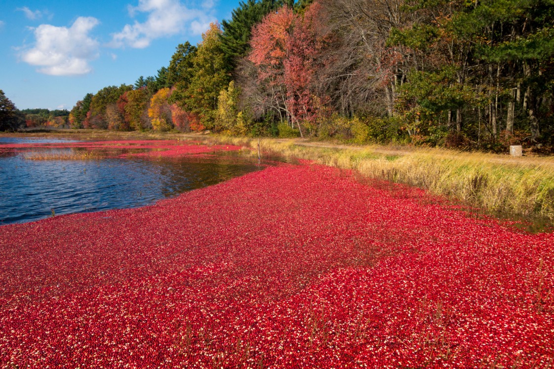 Cranberry bog with trees in the background.