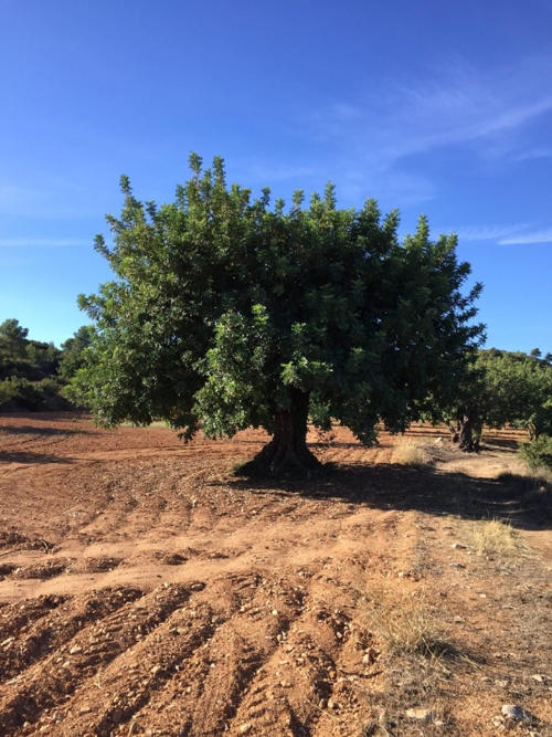 Health Benefits of Carob The Biblical Super Food The Chocolate Alterna