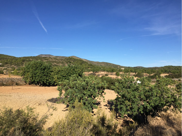 Health Benefits of Carob The Biblical Super Food The Chocolate Alterna