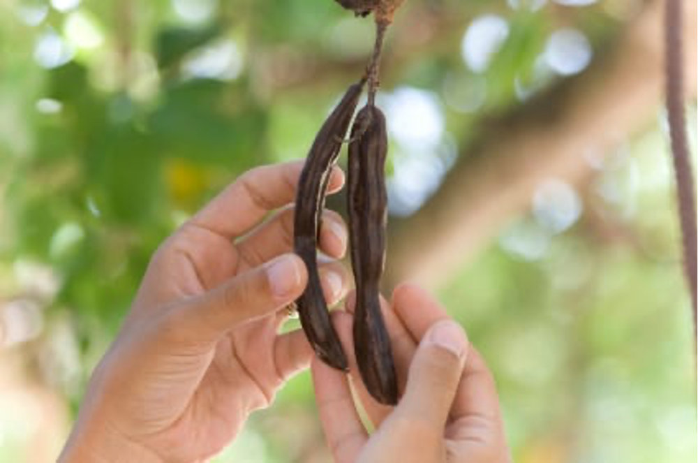 Health Benefits of Carob The Biblical Super Food The Chocolate Alterna Teeccino