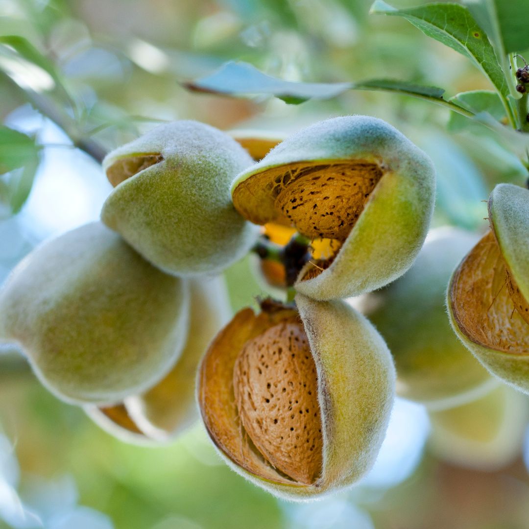 Organic Sweet Almond Oil