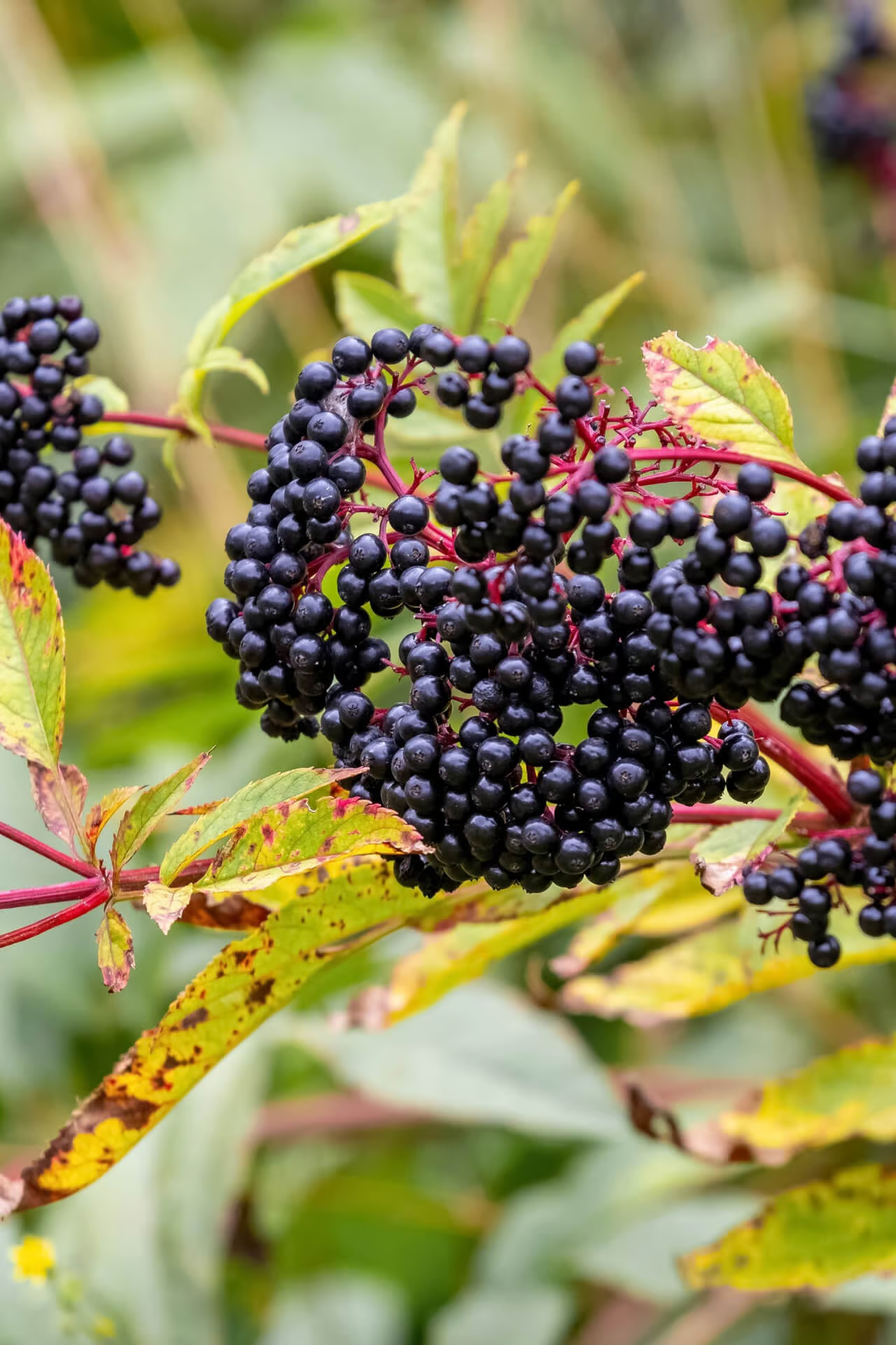 Elderberry Shrubs for Sale – Beautiful, Hardy & Fruit-Bearing – TN
