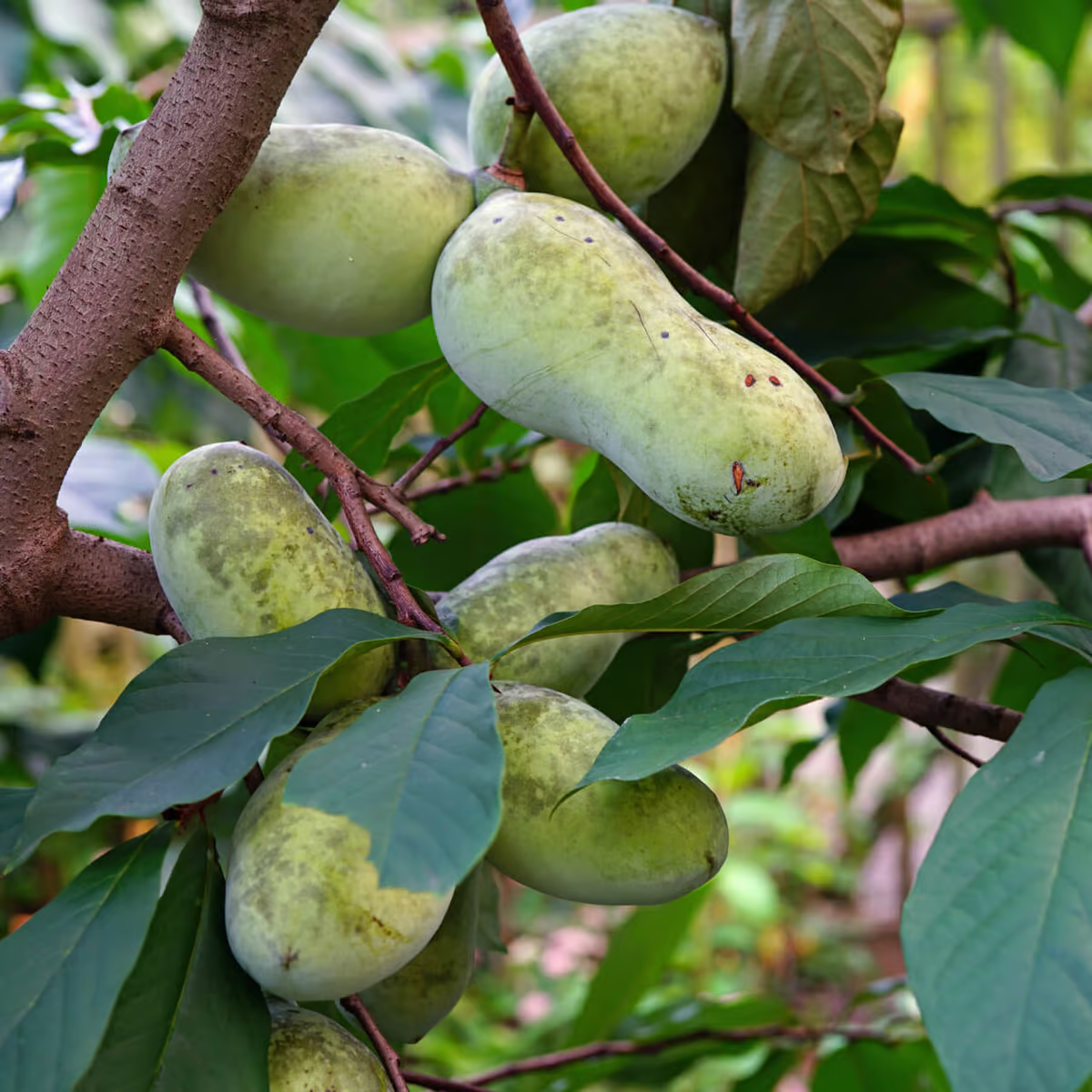 Pawpaw Trees For Sale Fruit Bearing Native Tree Best Seller pawpaw-trees-for-sale-fruit-bearing-native-tree-best-seller
