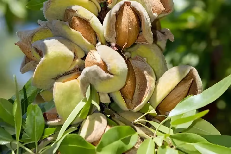 Hall’s Hardy Almond Trees for Sale | Nut Tree Favorite