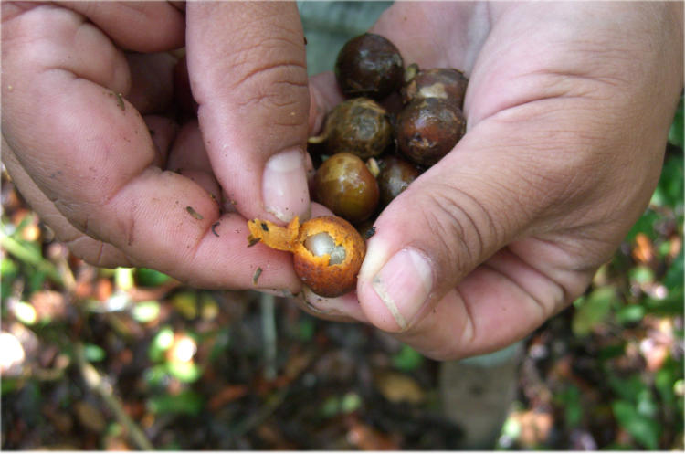 Ramon Seeds A Traditional Roasted Beverage of the Maya - Teeccino