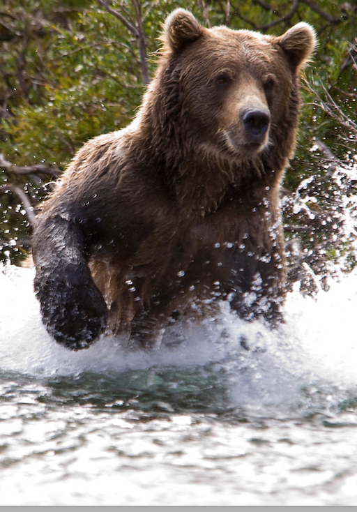 Aniak River Lodge and Tent Camp | Yellow Dog Flyfishing