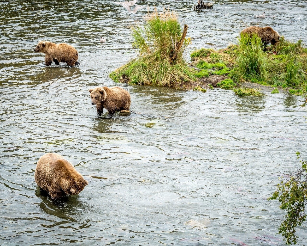 Brown Bears Fishing at Alaska's Brooks Falls - The Atlantic