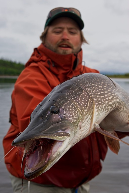 Midnight Sun Trophy Pike - Trophy Alaska Pike Fishing
