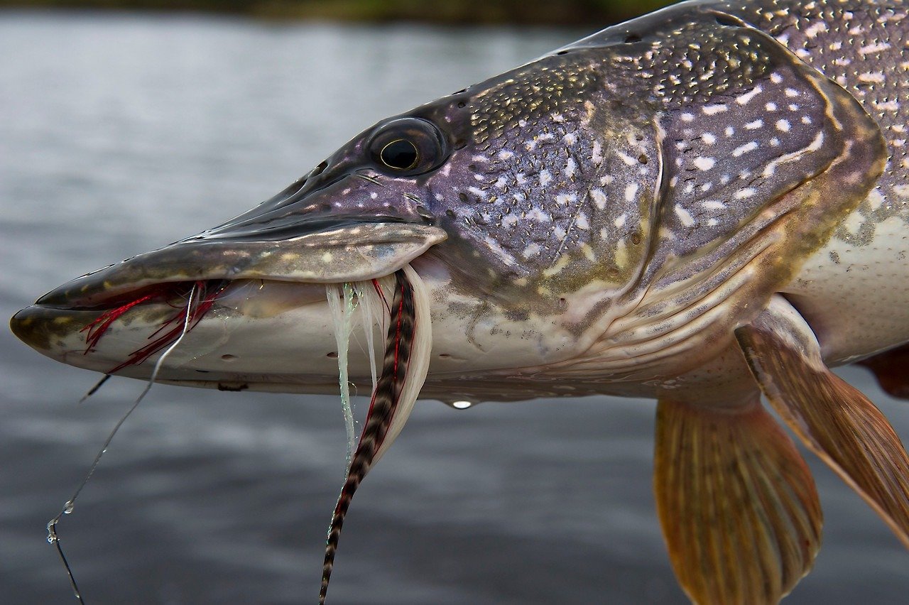 alaska pike fishing lures Bionic Lure Jointed Swimbait Alaska Ice Fishing | Alaska