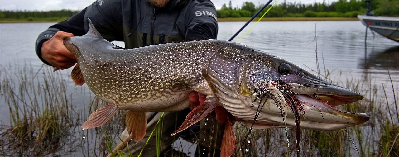 Midnight Sun Trophy Pike - Trophy Alaska Pike Fishing