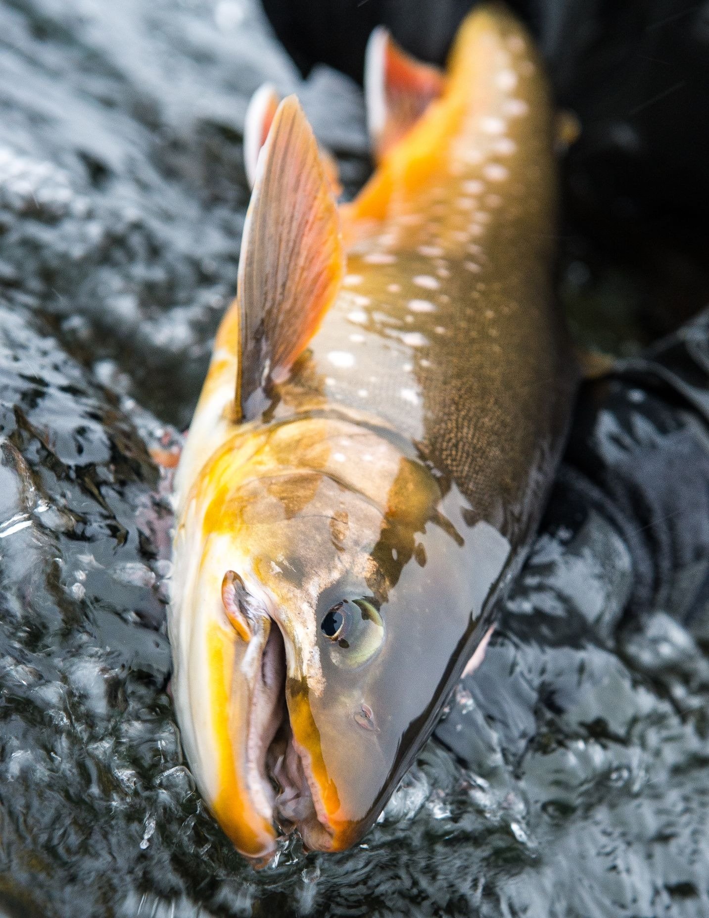 Midnight Sun Trophy Pike Adventures - Far Out Fly Fishing