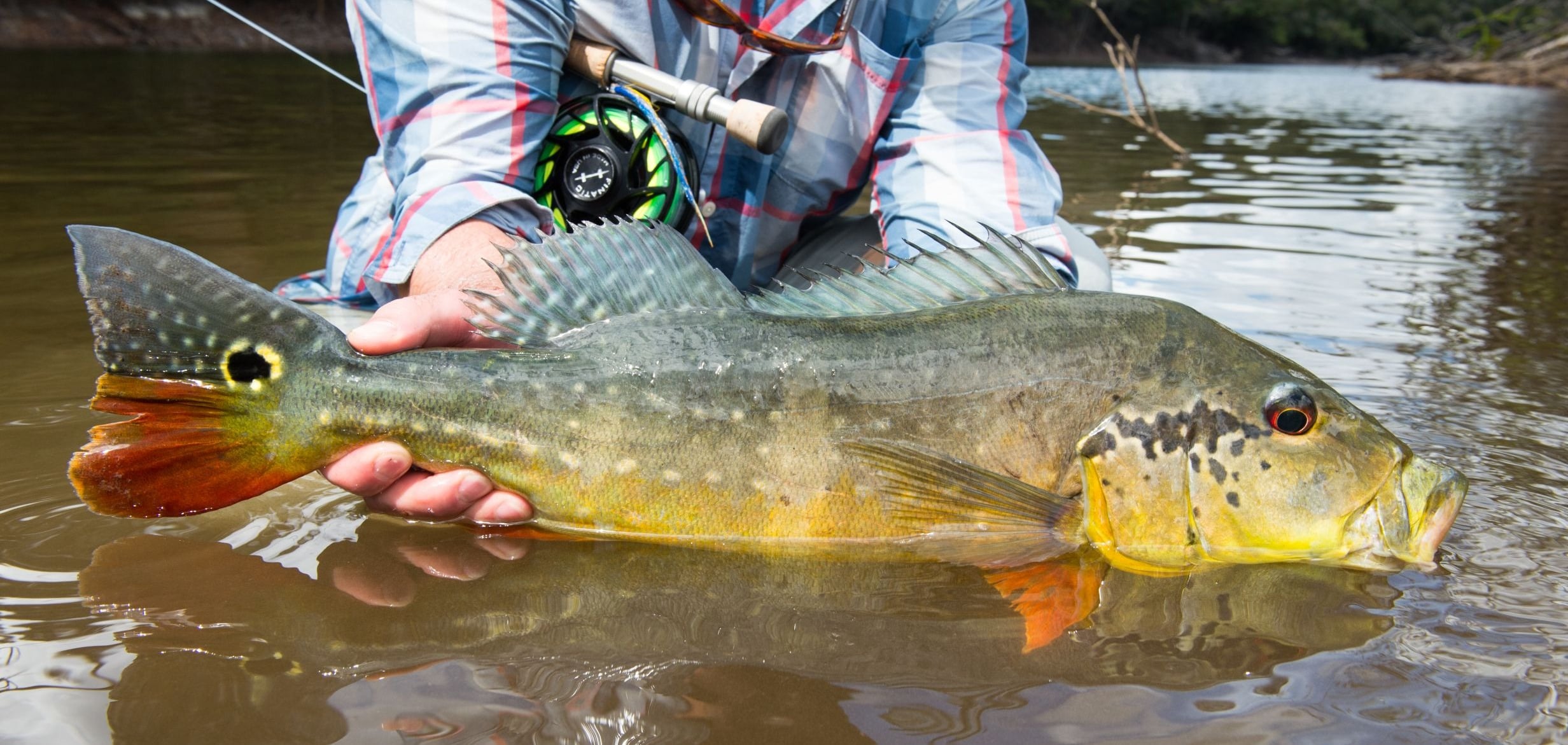 River Plate Outfitters - Amazon Rainforest Fly Fishing | Yellow Dog Flyfishing River Plate Outfitters - Amazon Rainforest Fly Fishing | Yellow Dog Flyfishing