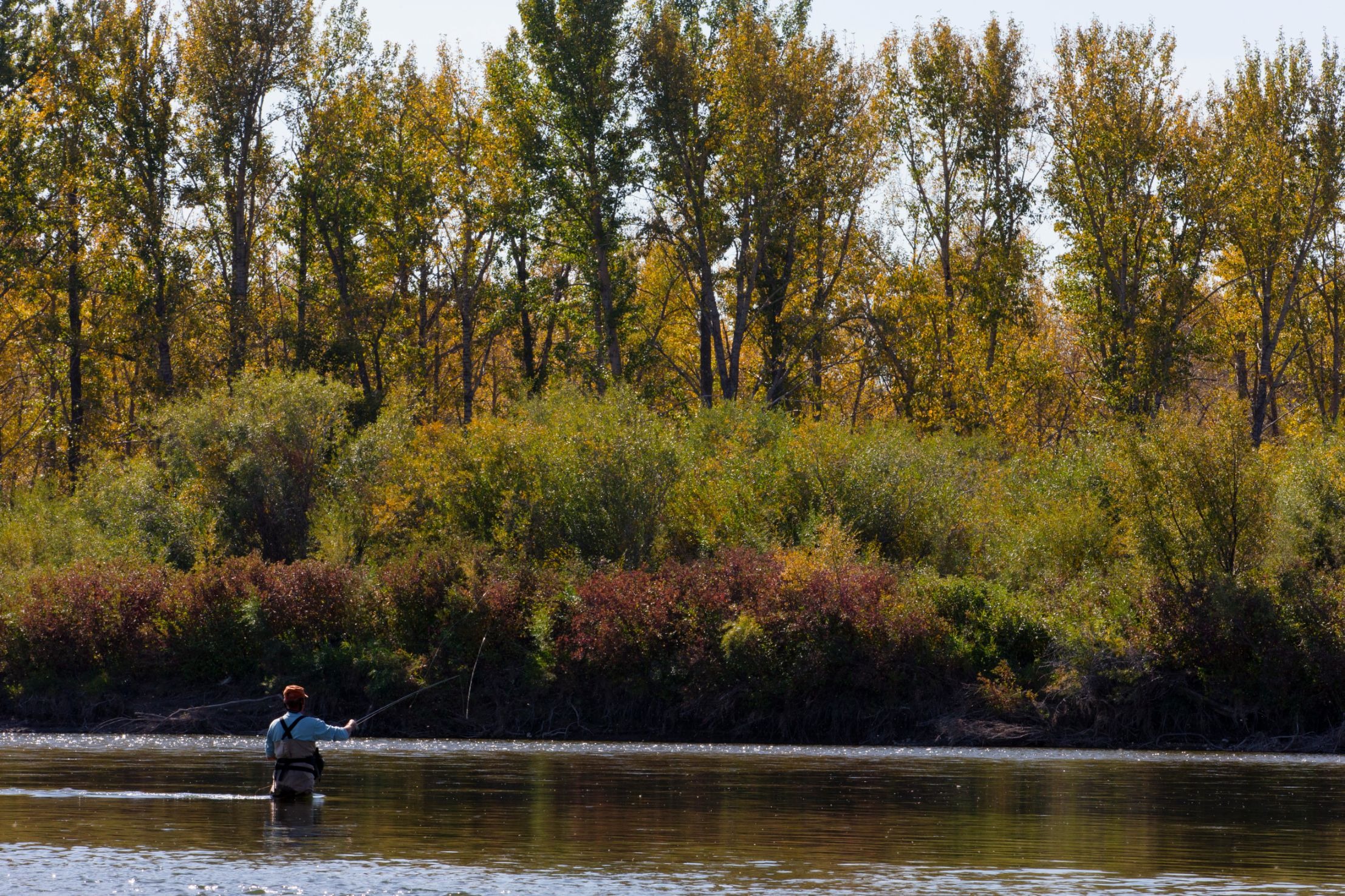 Silvertip Outfitters - Bow River Fly Fishing Trips