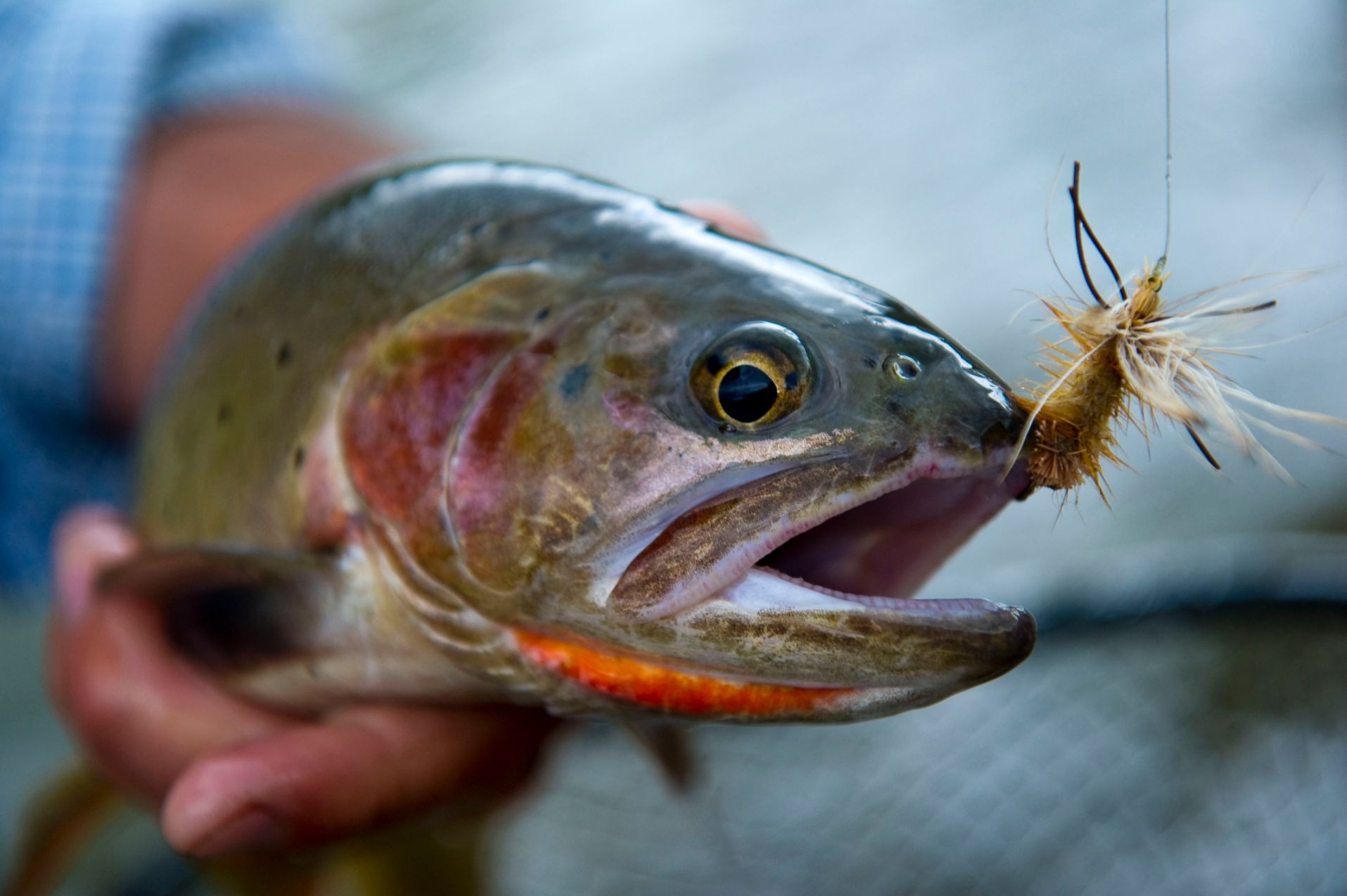 Montana Trout Wranglers - When is the best time to fish Montana?