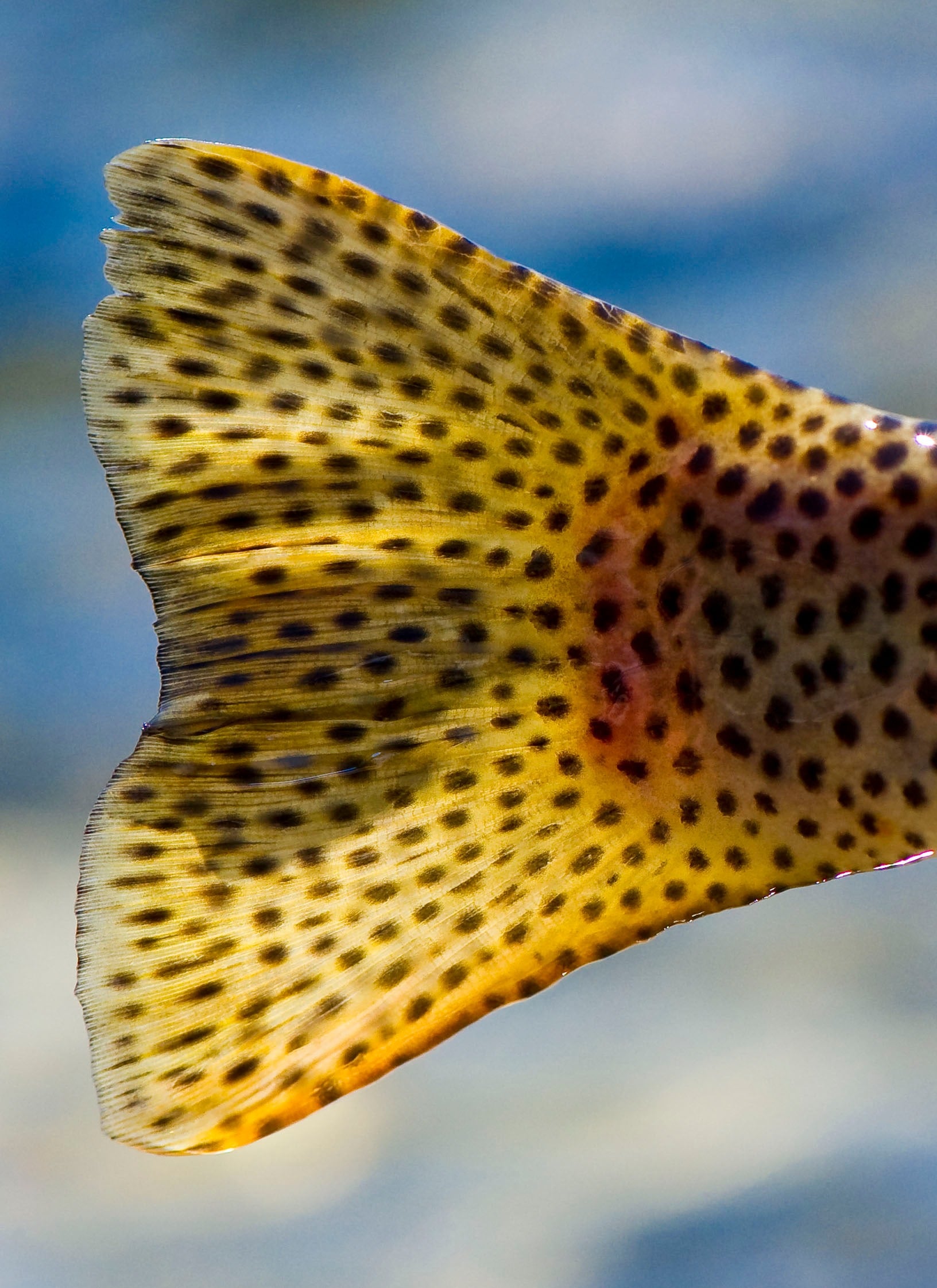 Madisson Double R Madison Double R - Madison River Fishing Lodge | Yellow Dog Flyfishing
