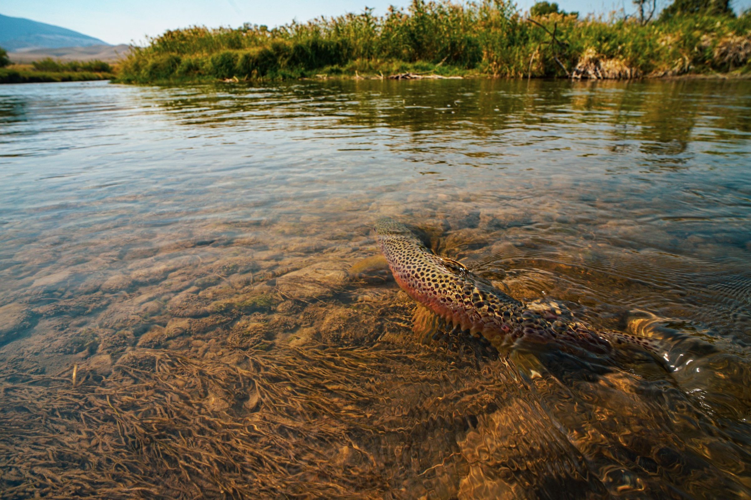 Ruby Spring Ruby Springs Lodge - Ruby River Fishing Lodge | Yellow Dog Flyfishing