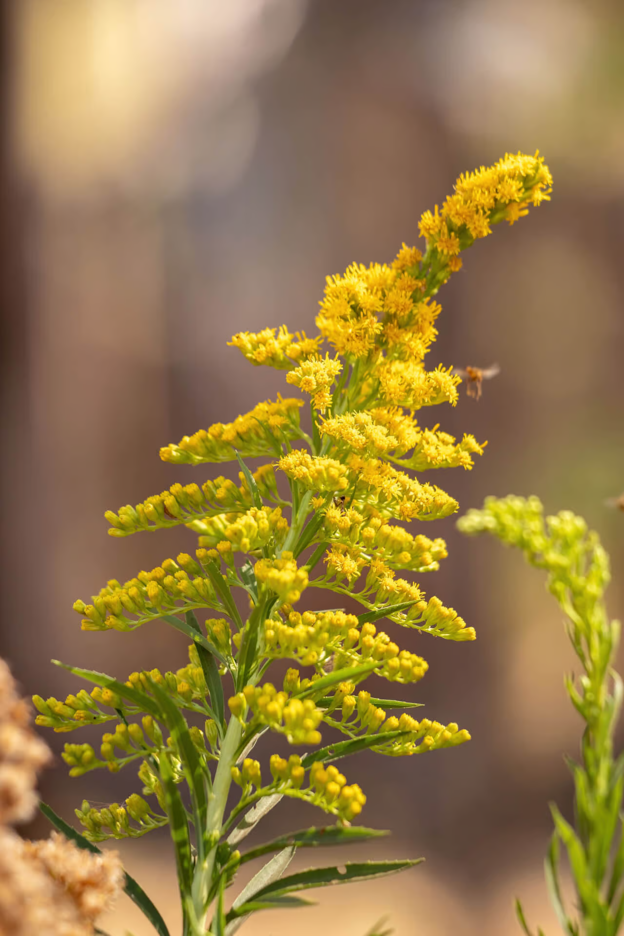 Golden Rod Sale | A Fall Blooming Pollinator Powerhouse