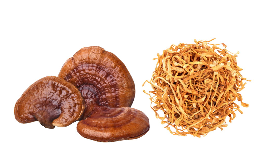 Reishi & Cordyceps Mushrooms