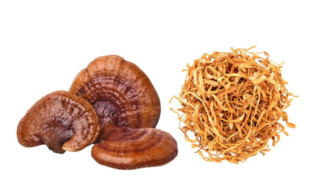 Reishi & Cordyceps Mushrooms