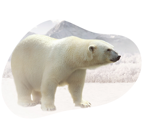 Adoptez un ours polaire