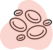 Iron supports healthy red blood cell production and blood health.