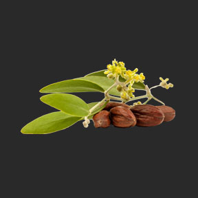 Ina Labs Ingredient 