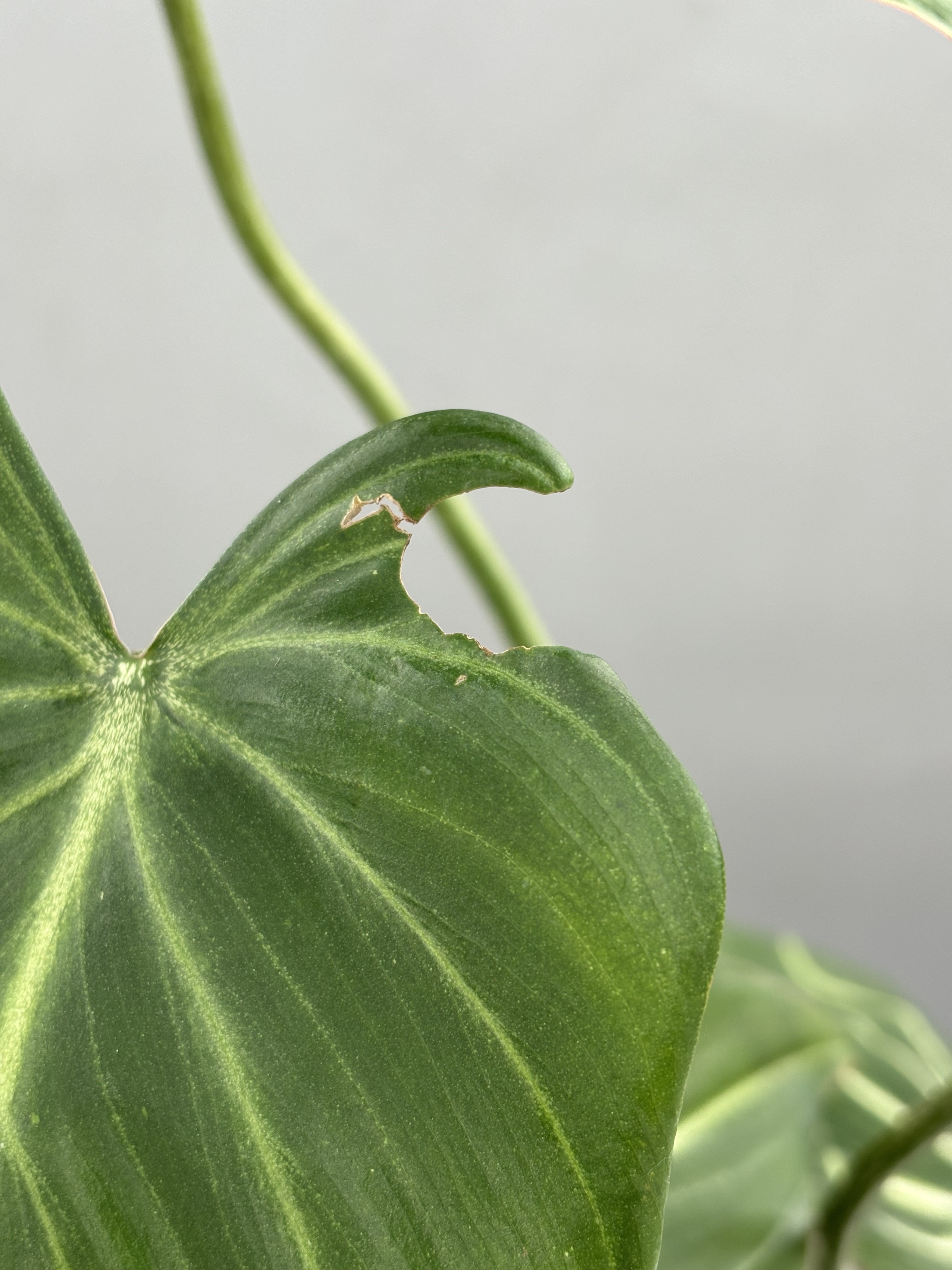 https://cdn.accentuate.io/8197641568471/1700148906104/Philodendron-Gloriosum-Notches.jpg?v=1700148906104&utm_source=chatgpt.com