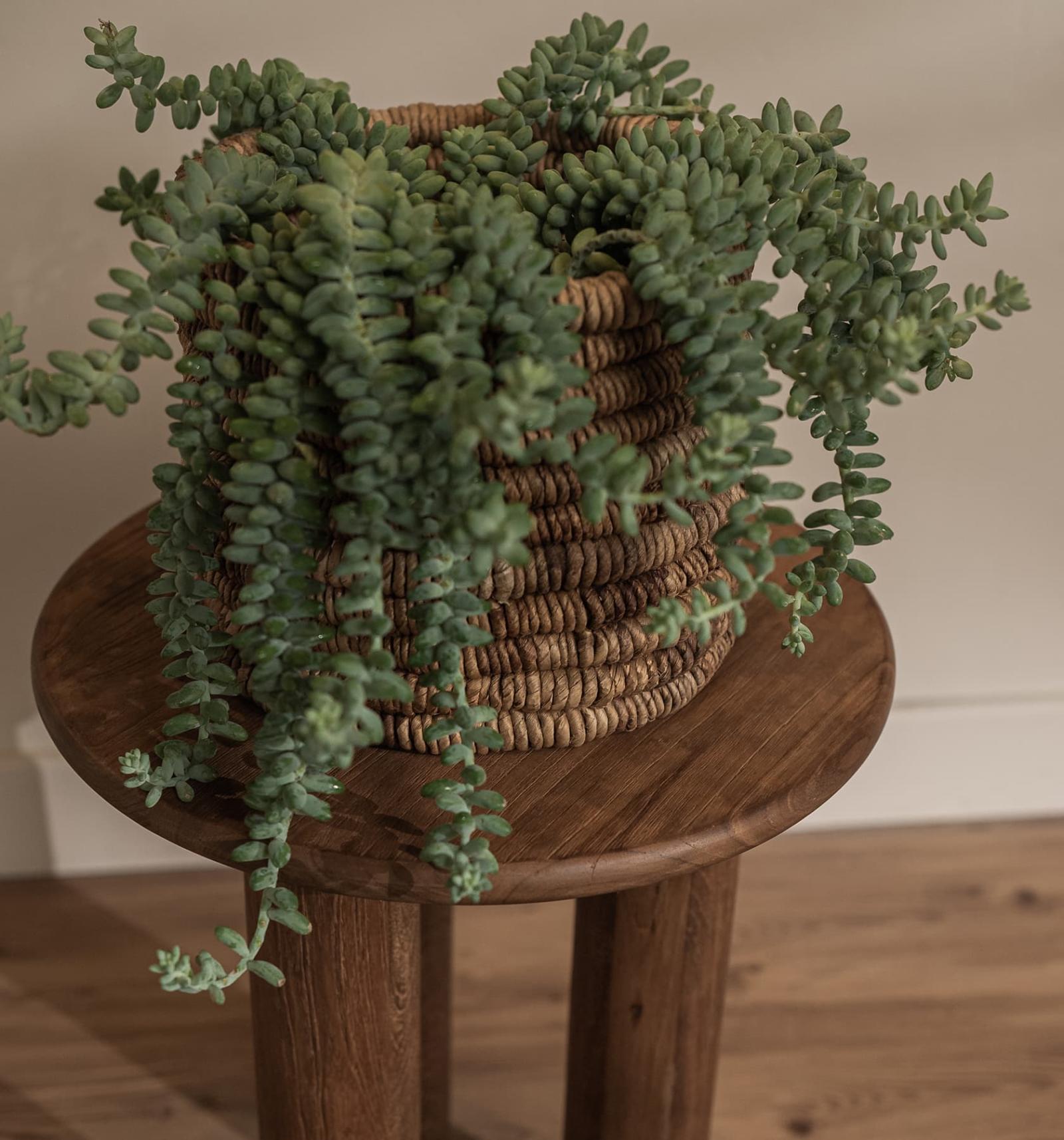 dBodhi Dino Round Tall Coffee Table - Floor Stock
