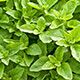 Oregano